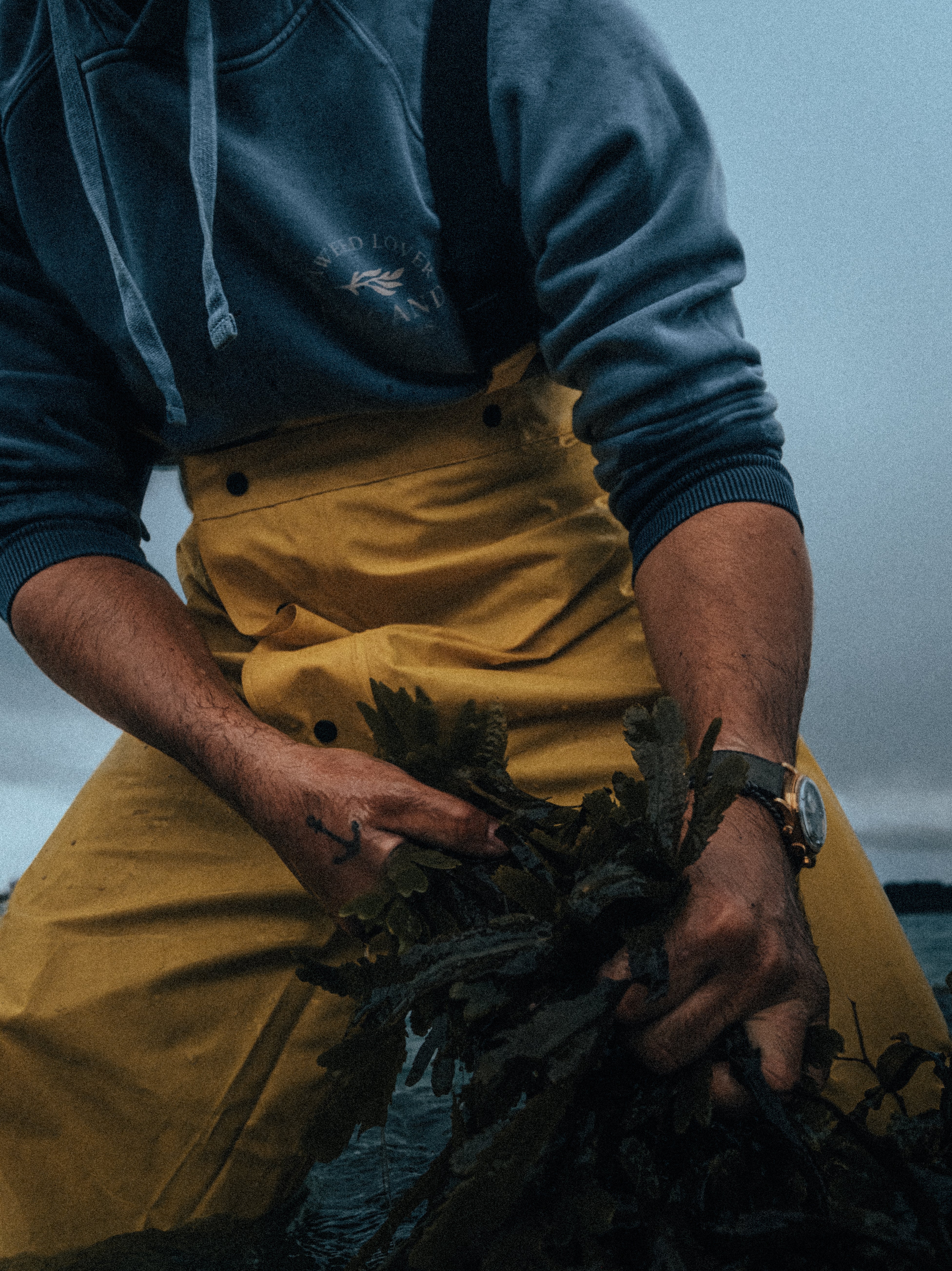 Hoodie Seaweed Coton bio